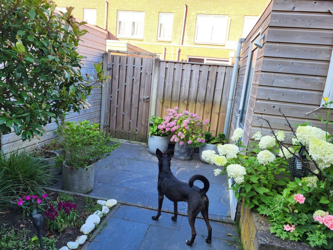 Blacky