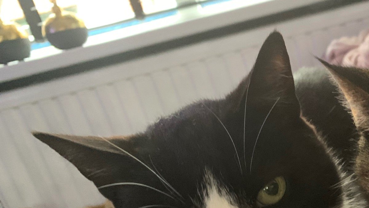 Nala