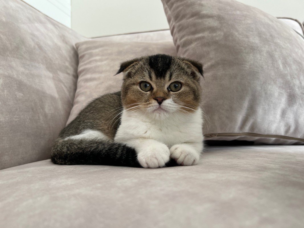 Loki