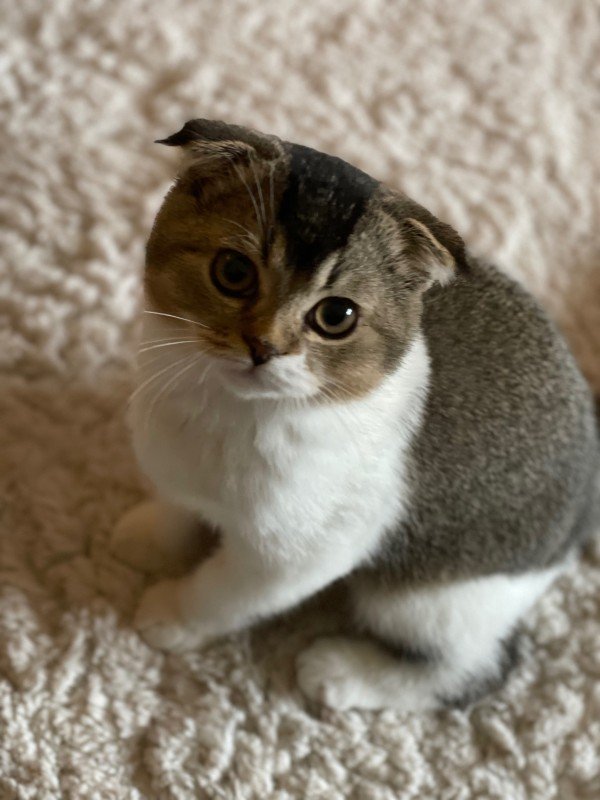 Loki