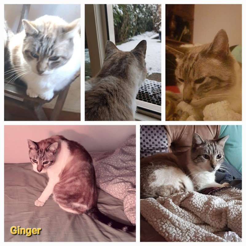 Ginger