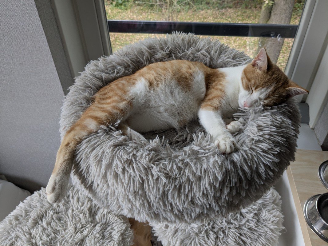 Coco