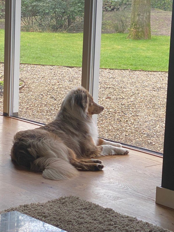 Ted