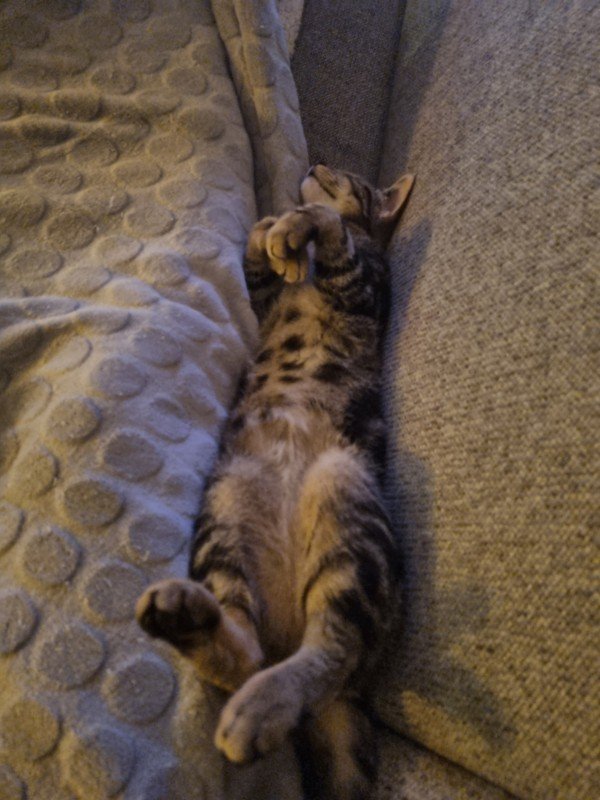 Ziggy