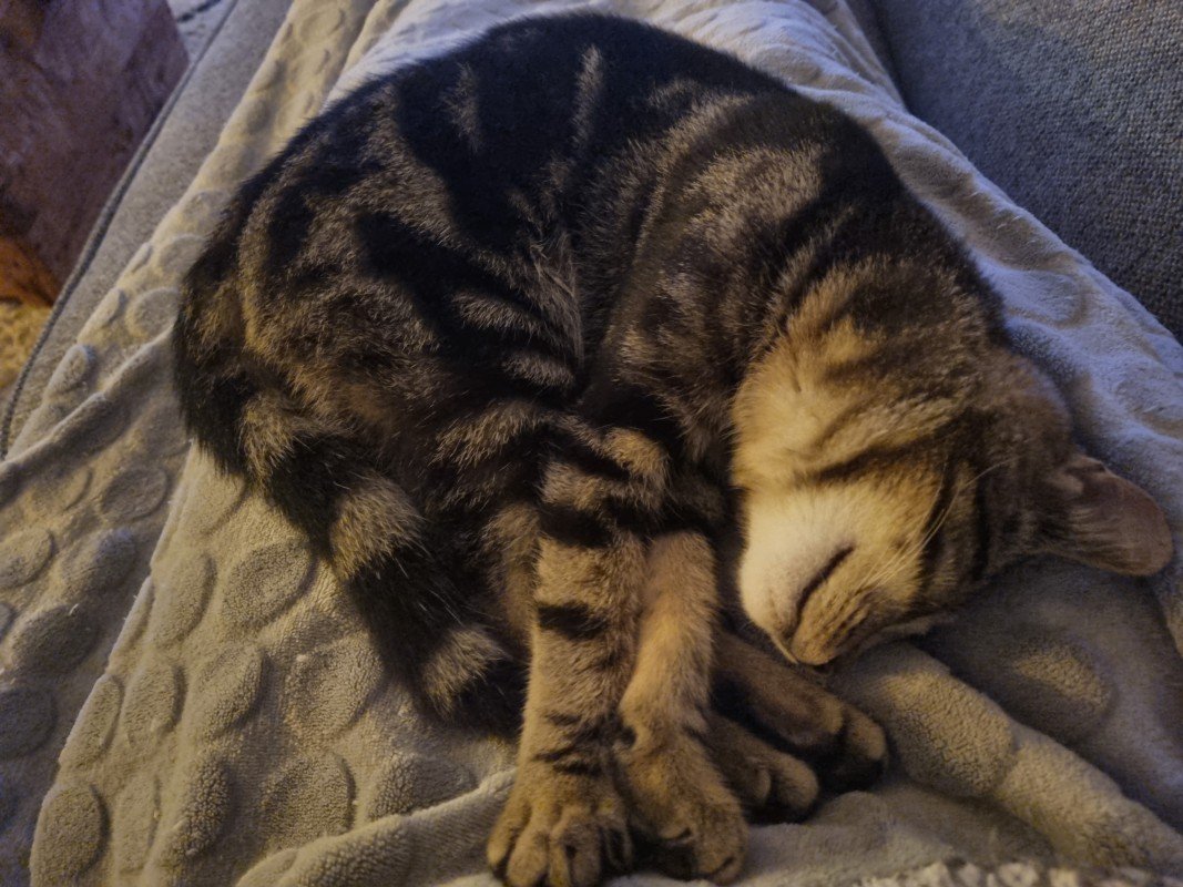 Ziggy