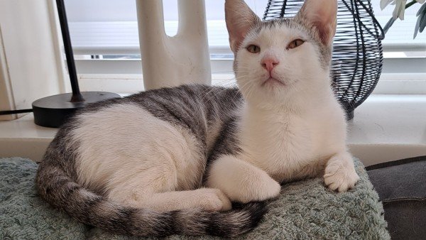 Zuzu