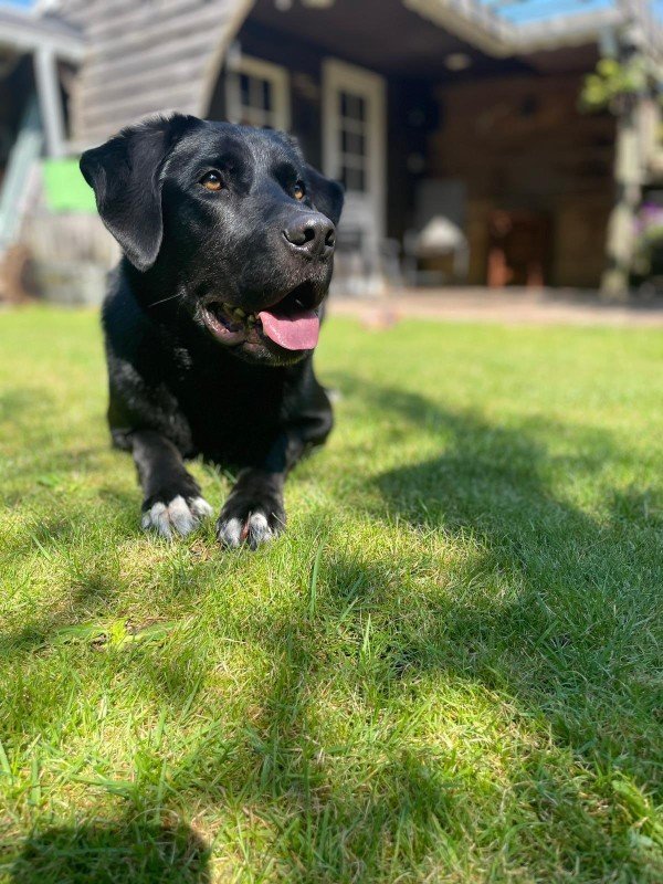 Bo