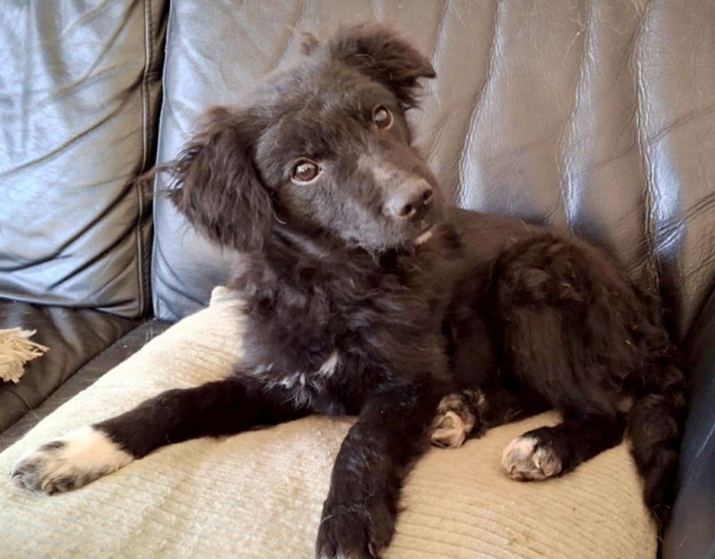 Hazel