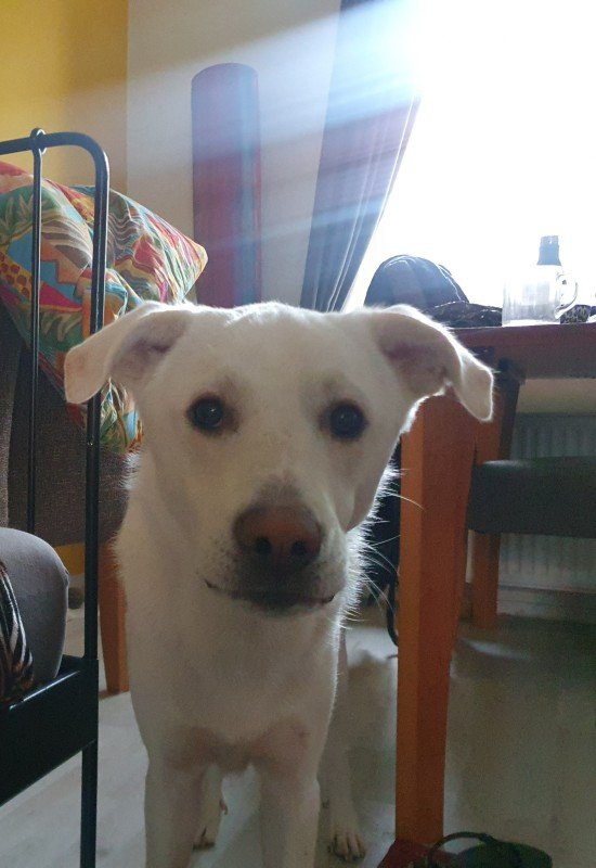 Igor