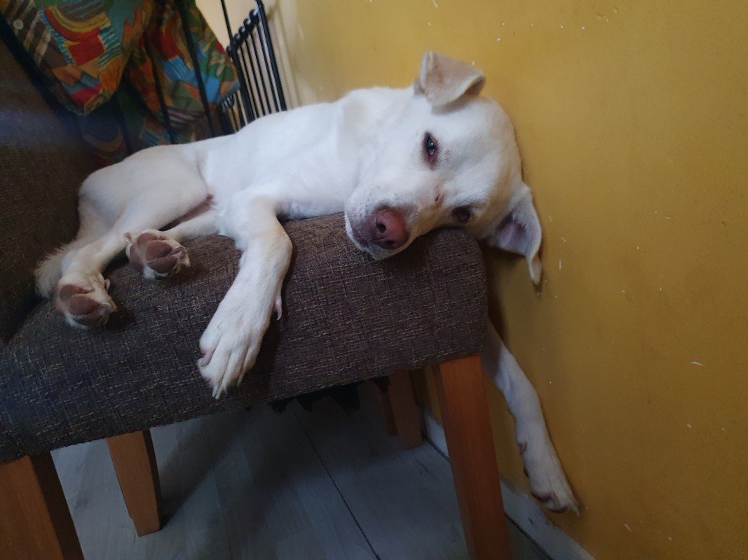 Igor