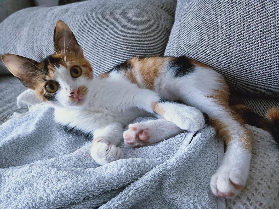 Cookie