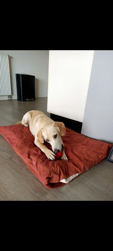 Noa