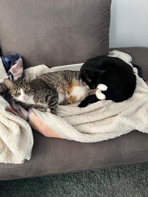 Lilo