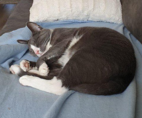 Muis