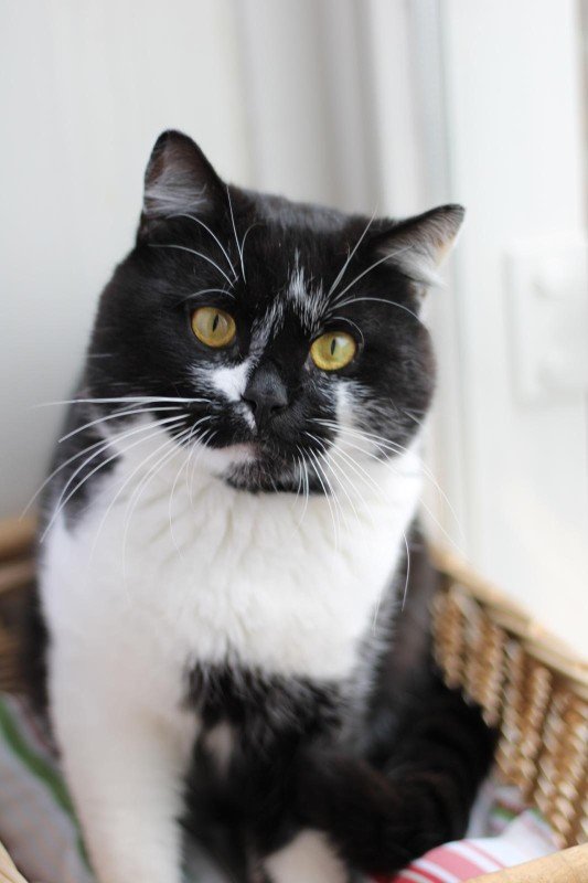Oreo