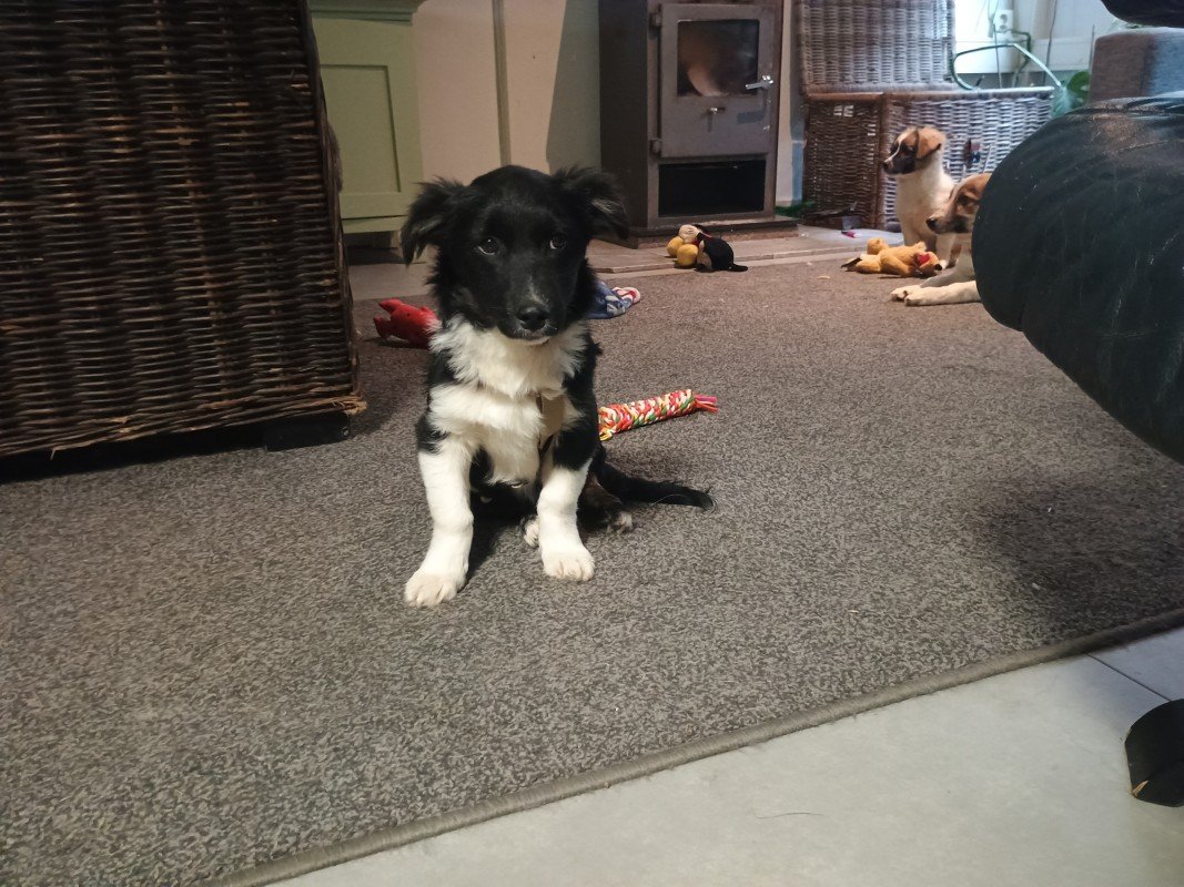 Mylo