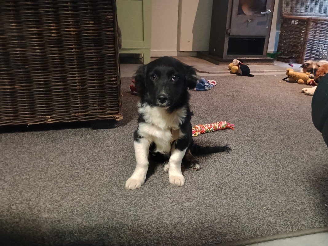 Mylo