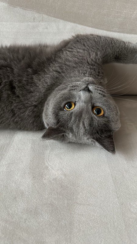 Mila