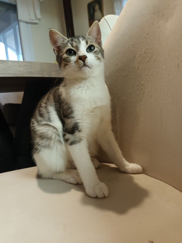 Minka