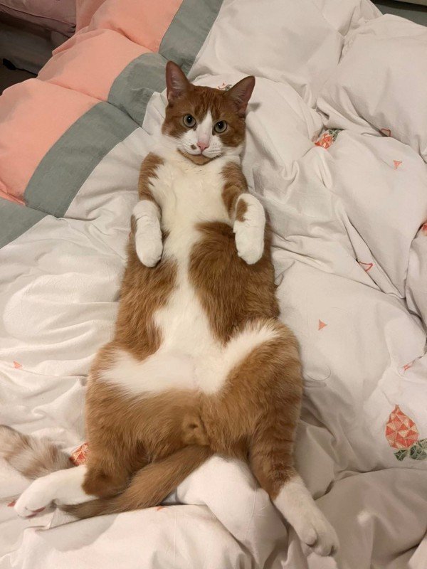 Luca