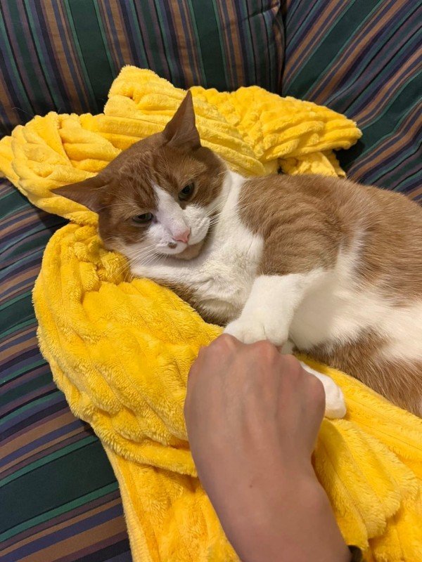 Luca