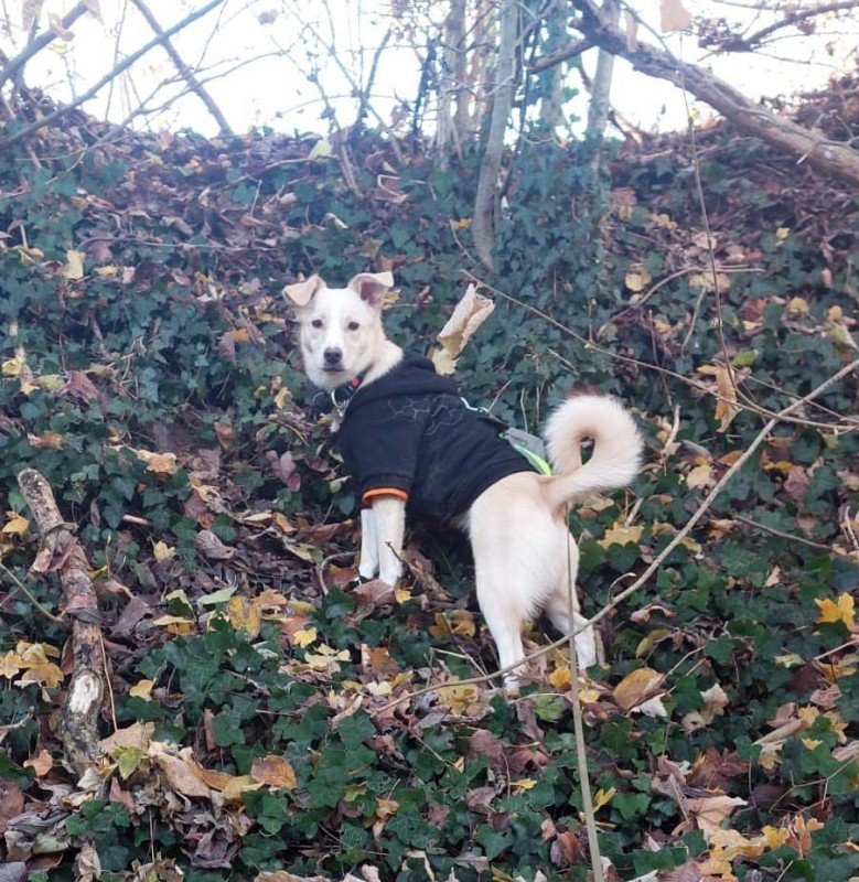 Silca