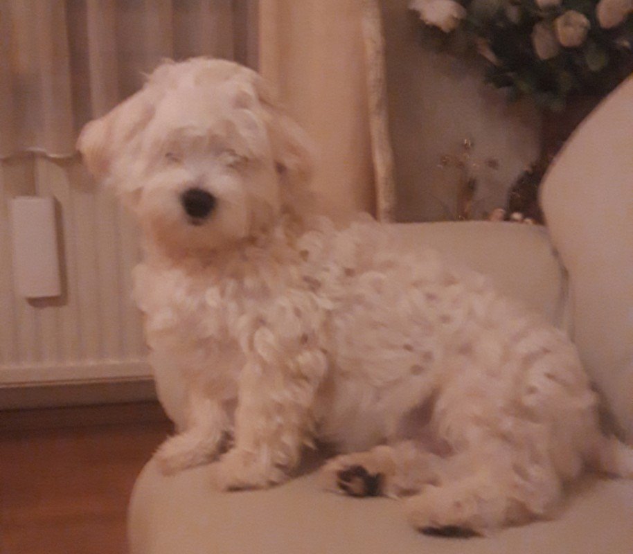 Doechie