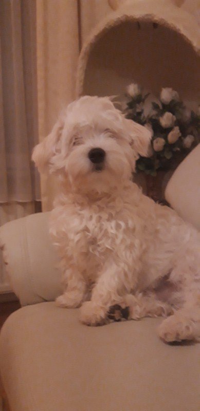 Doechie