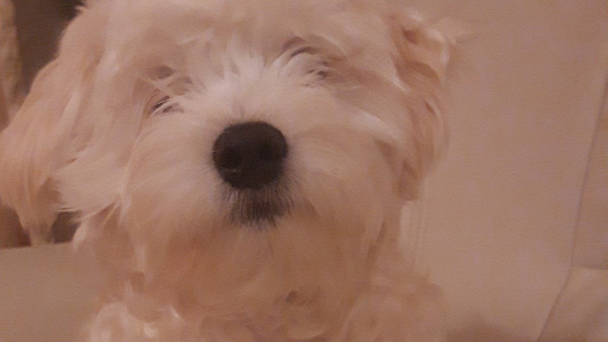 Doechie
