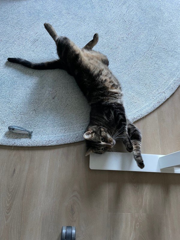 Benji