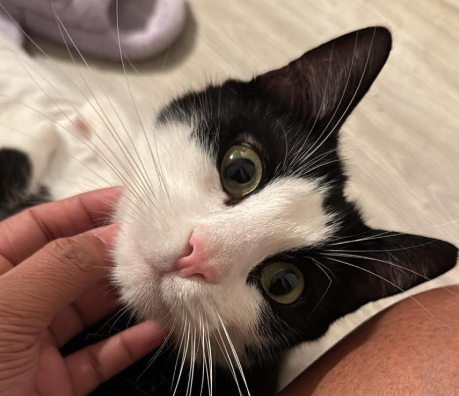 Felix