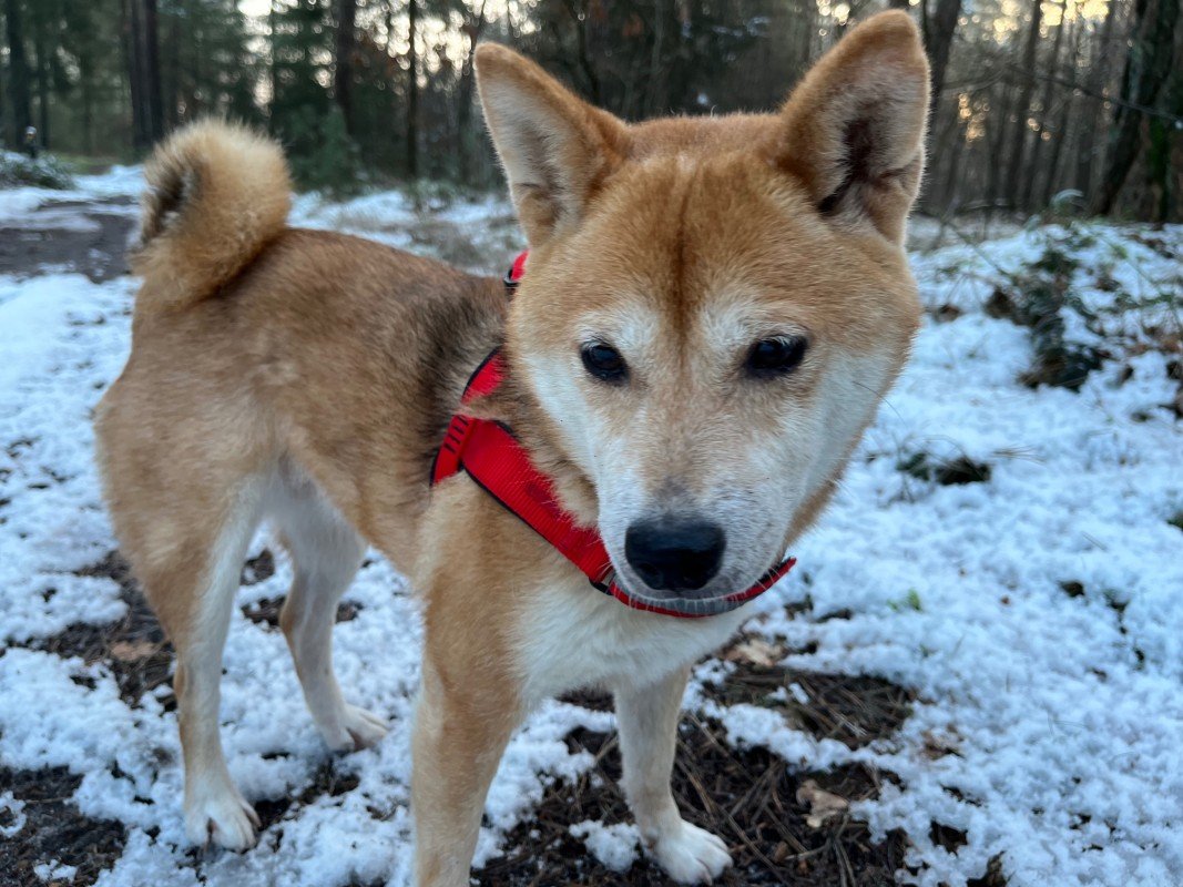 Chiyo