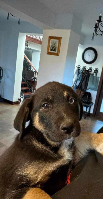 Diesel