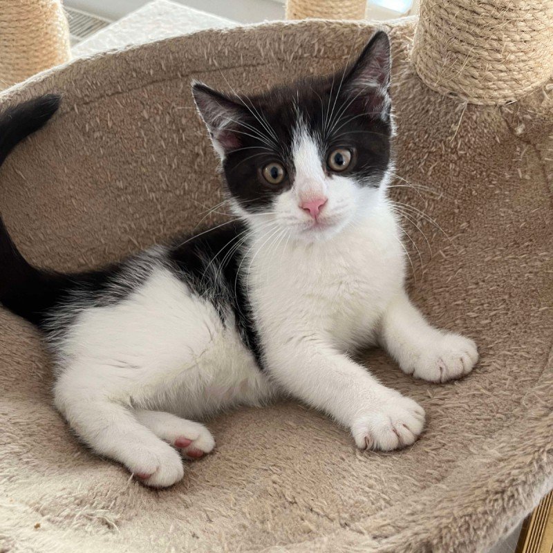 Pongo