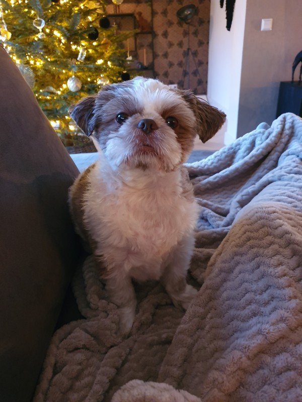 Bobbie