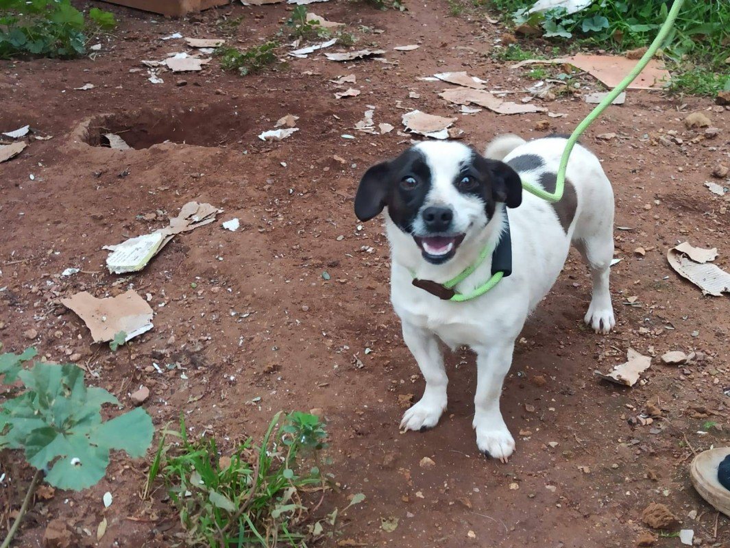 Kikitsa
