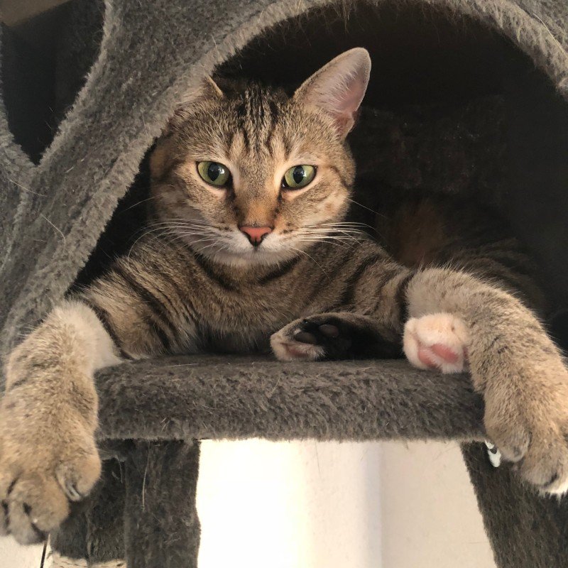 Guusje