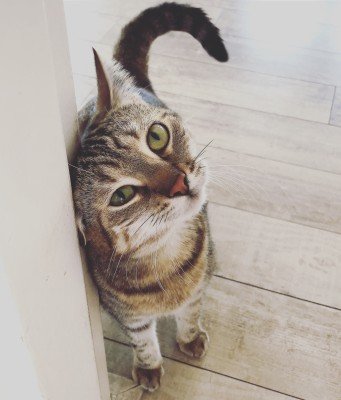Guusje