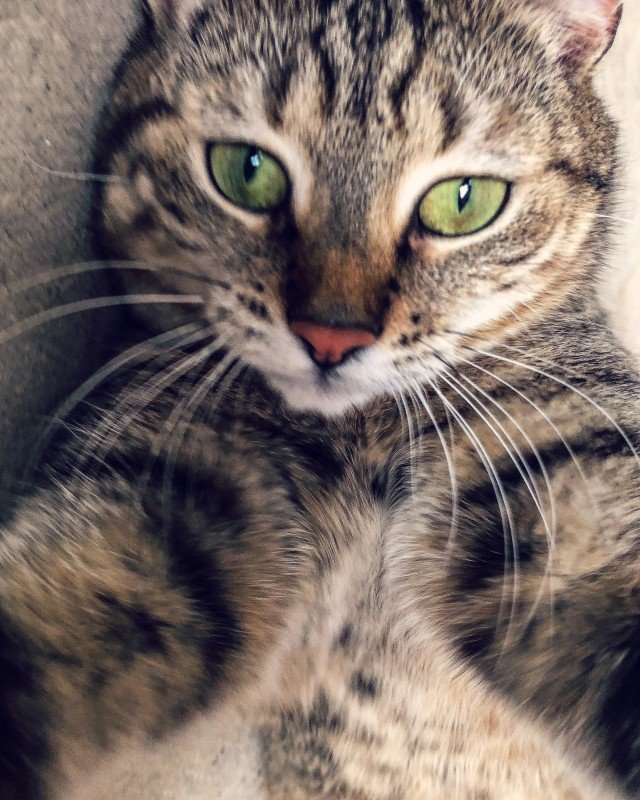 Guusje