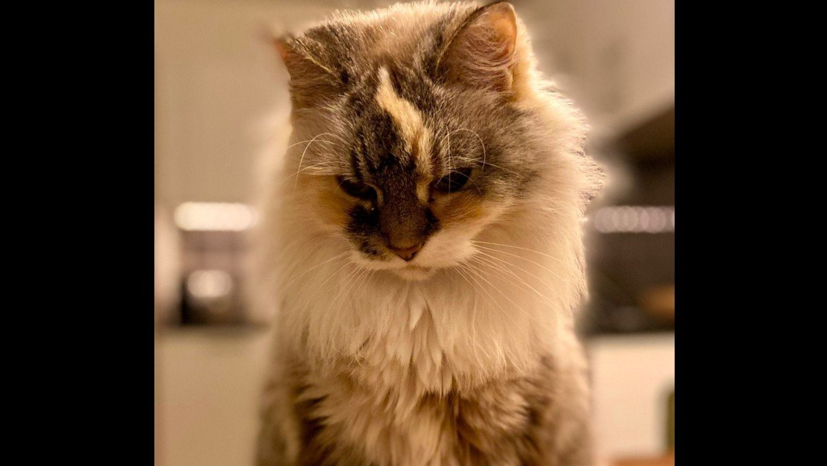 Bella