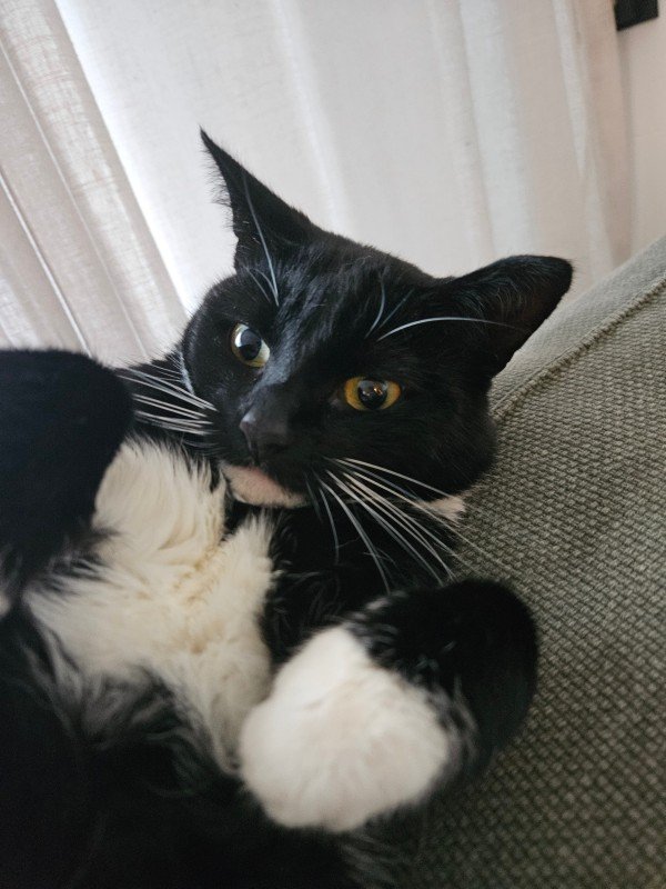 Mango