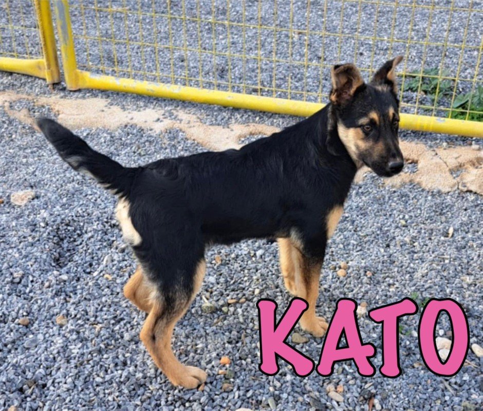 Kato