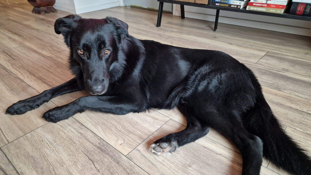 Bonzo