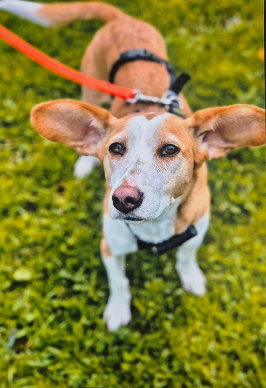 Dobby