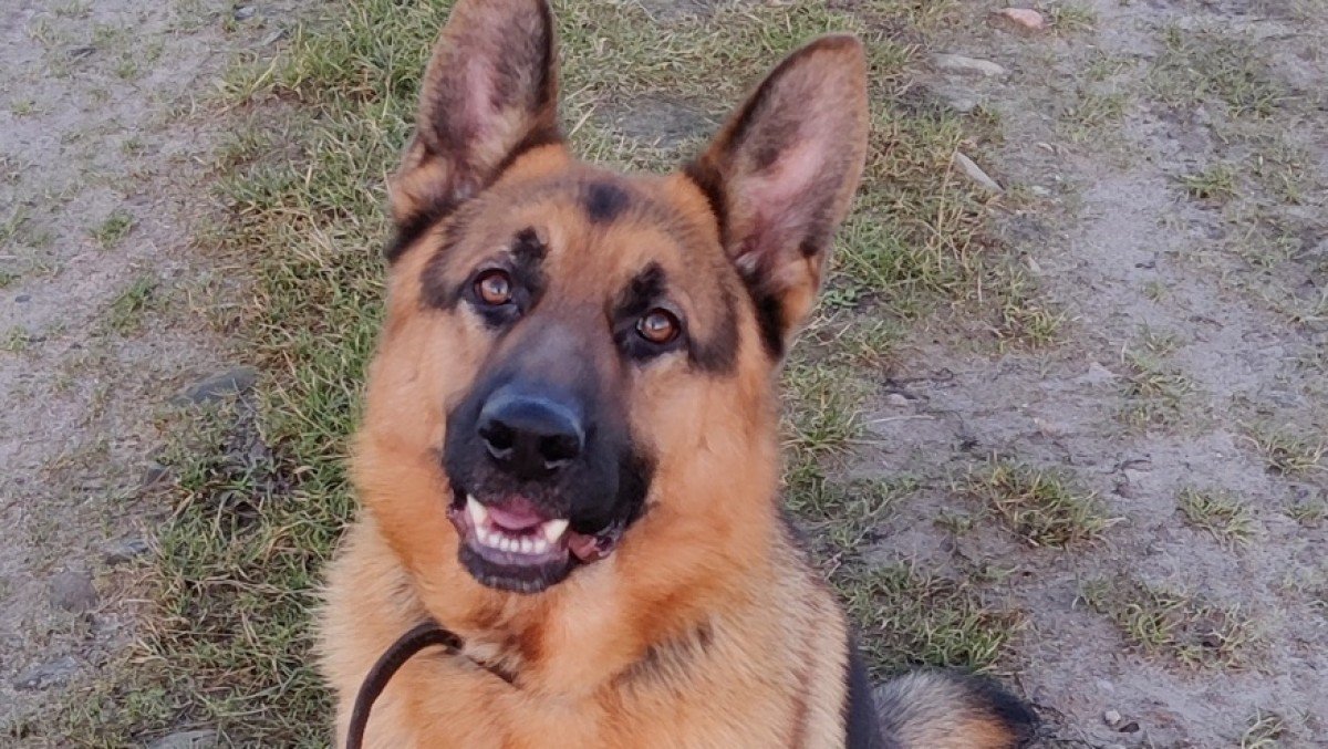 Rex