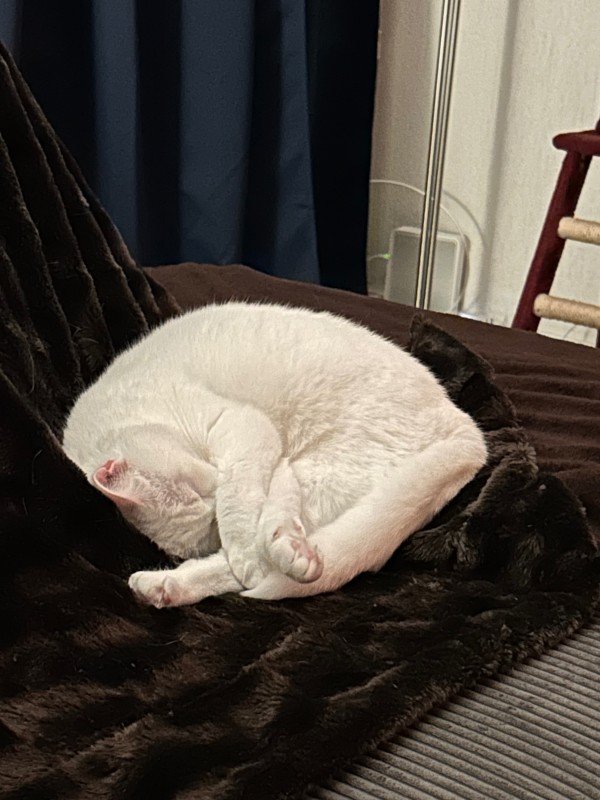 Nala