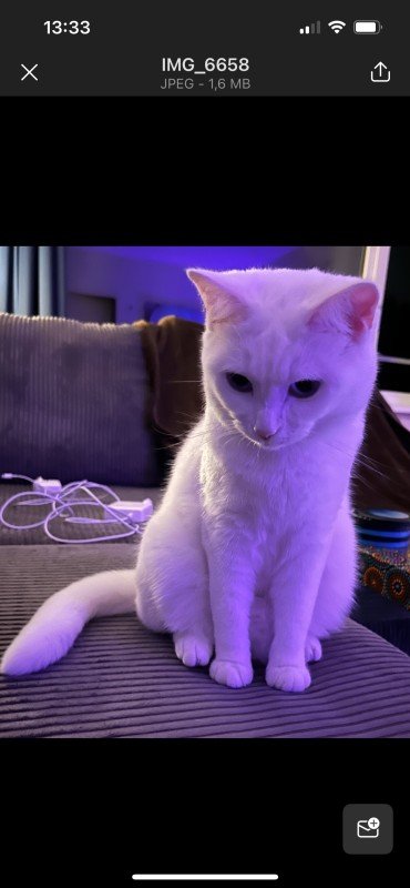 Nala