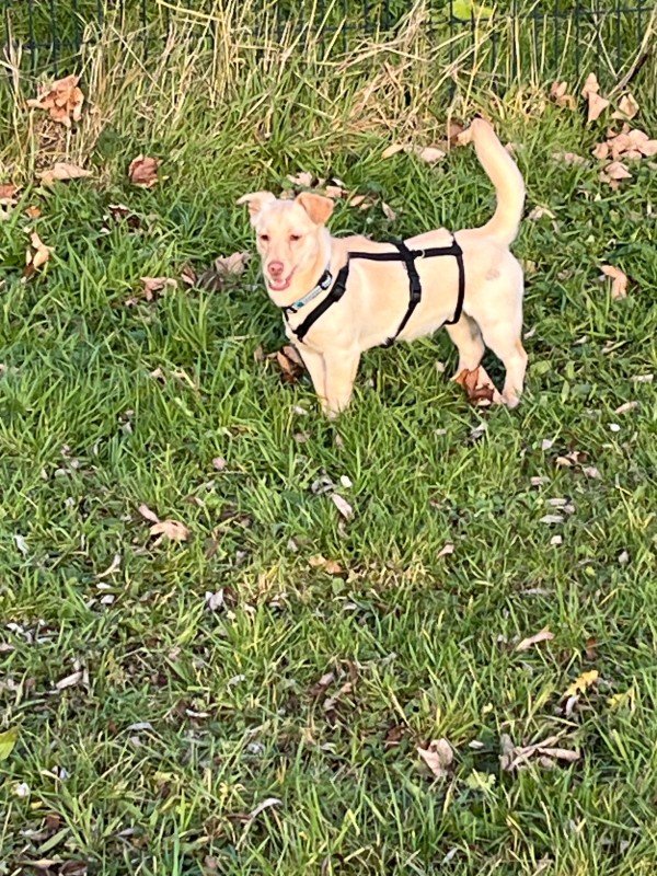 Maya