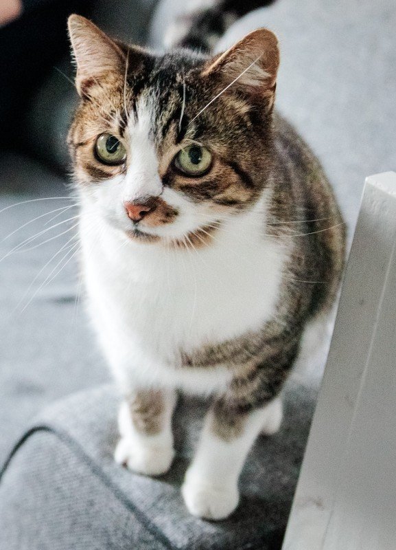 Tommy