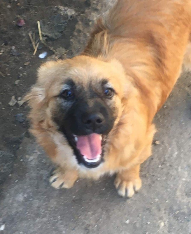 Zorro